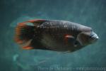 Giant red-tail gourami