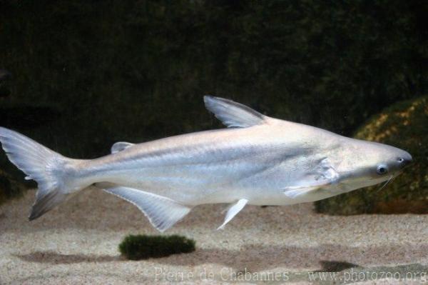 Silvery pangasius