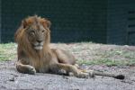 West-African (Asian) lion *