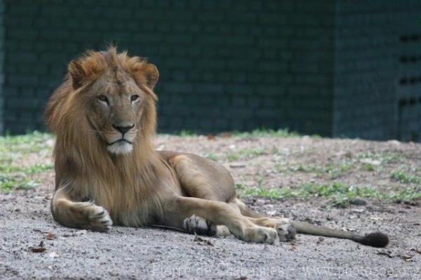 West-African (Asian) lion *