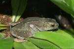 Hose's climbing toad