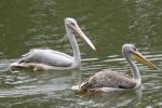 Pink-backed pelican