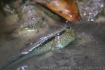 Giant mudskipper