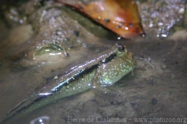 Giant mudskipper