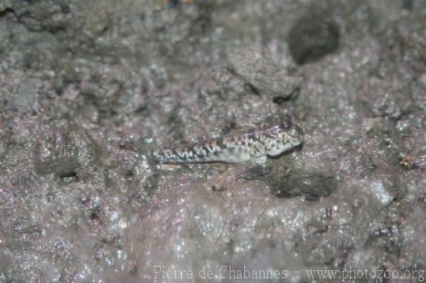 Small striped mudskipper