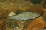 Yellowtail barb