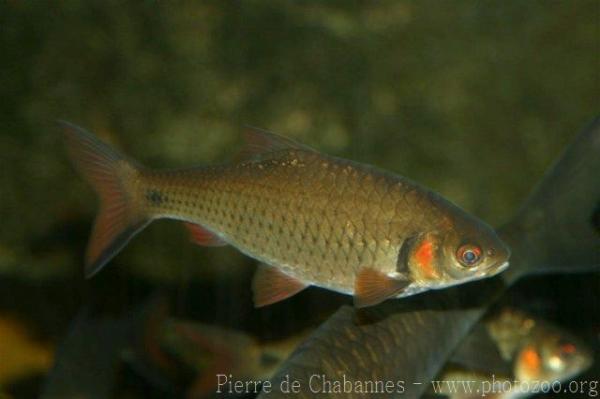 Javaen barb