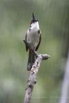 Red-whiskered bulbul