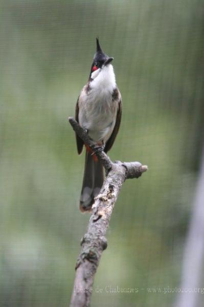 Red-whiskered bulbul