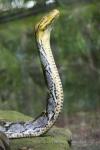 Reticulated python