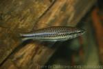Blacklined rasbora