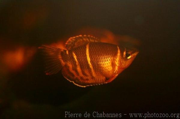 Chocolate gourami