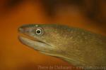 Slender giant moray *