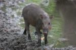 Sumatran bearded pig *