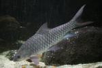 Thai mahseer