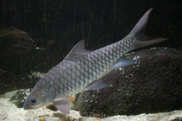 Thai mahseer