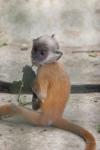 Selangor silvery langur