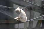 Selangor silvery langur