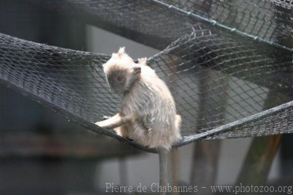 Selangor silvery langur