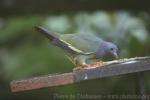 Pink-necked green-pigeon