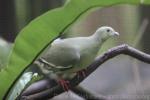 Pink-necked green-pigeon