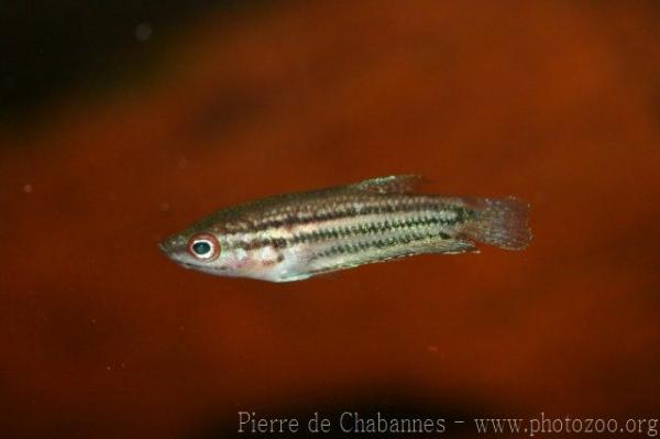 Croaking gourami