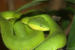 White-lipped tree viper *