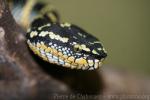 Wagler's pitviper