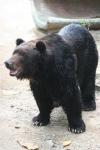 Ussuri brown bear
