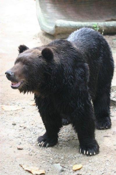 Ussuri brown bear