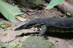 Common water monitor