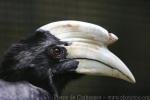 Black hornbill