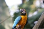 Blue-and-gold macaw