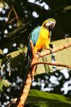 Blue-and-gold macaw