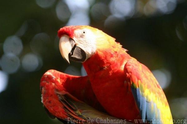 Scarlet macaw