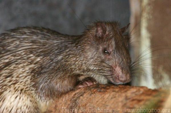 Asiatic brush-tailed porcupine *