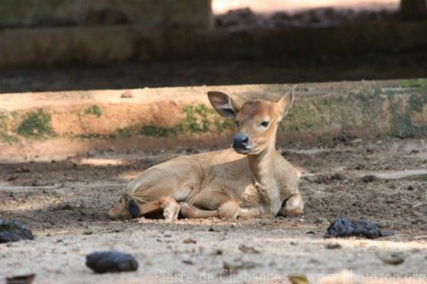 Javan banteng