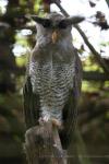 Barred eagle-owl