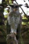 Barred eagle-owl