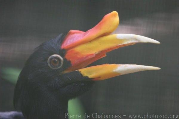 Sumatran rhinoceros hornbill