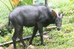 Sumatran serow