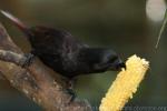 Black lory *