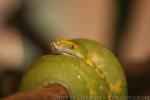 Green tree python