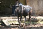 Blue wildebeest