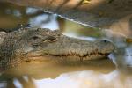 Saltwater crocodile