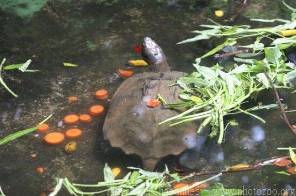 Asian leaf turtle