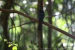 Greater racket-tailed drongo