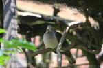 Green imperial-pigeon *