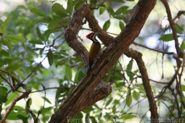 Common flameback