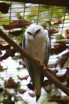 Black-winged kite *